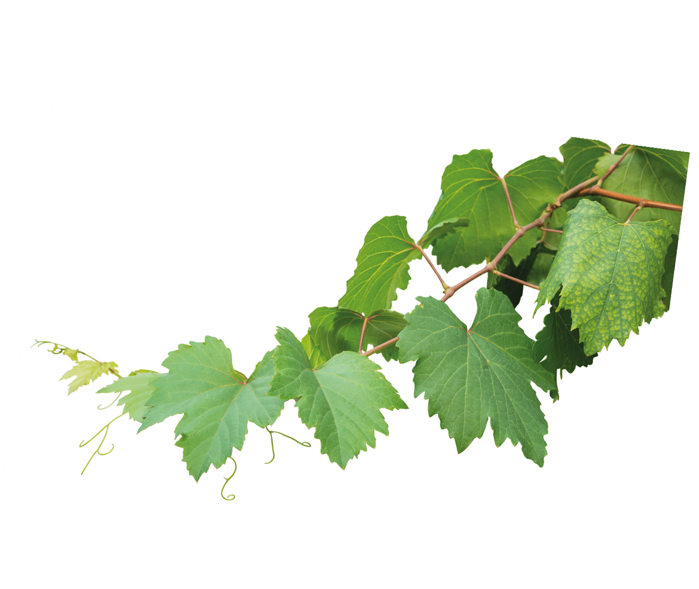 Grape branch isolated on white background. Fresh Green Grape Leaf. green vine leaves.