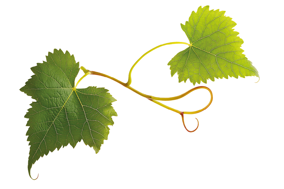 Grape leaves isolated on white .