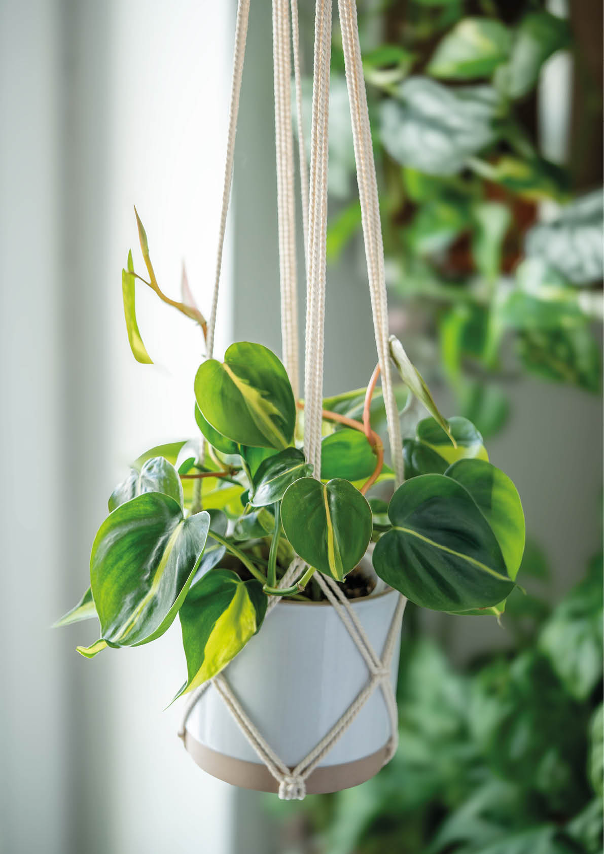 Plant Philodendron Brasil in white ceramic pot hanging from cotton macrame next to the window at home, closeup soft focus. Green houseplant in handmade holders made of rope. 