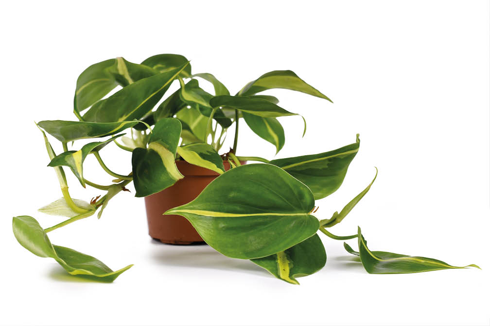 'Philodendron Hederaceum Scandens Brasil' tropical creeper house plant with yellow stripes in flower pot isolated on white background