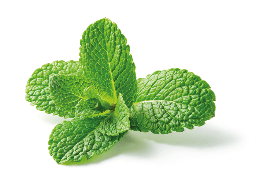 Mint leaf. Fresh mint on white background. Mint leaves isolated. Full depth of field. Perfect not AI mint leaf, true photo.