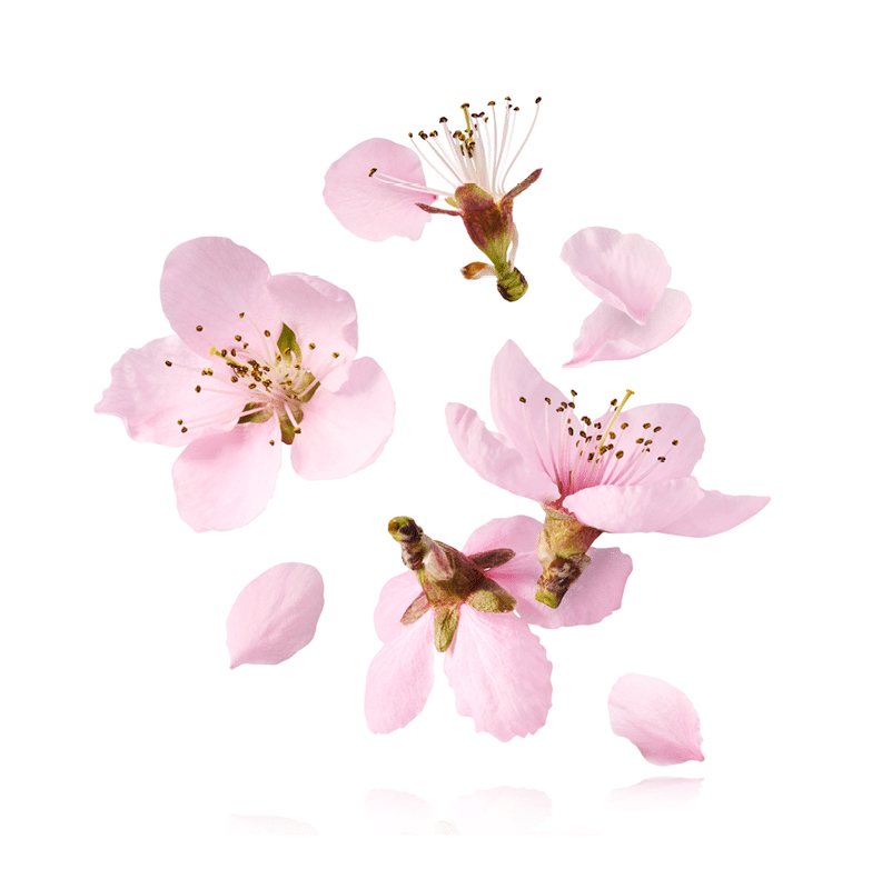 Beautiful pink peach flower with green leaves fslling in the air isolated on white background