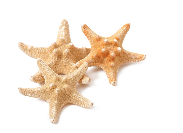 Starfish isolated on white background