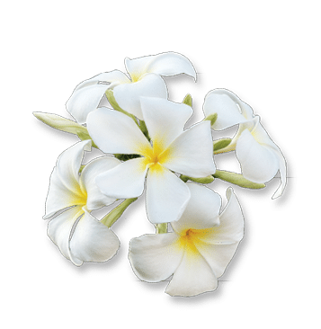 Inflorescence of white Jasminum sambac flowers, isolate. White flowers with five petals. Jasminum sambac is a species of jasmine native to tropical Asia, from the Indian subcontinent to Southeast Asia