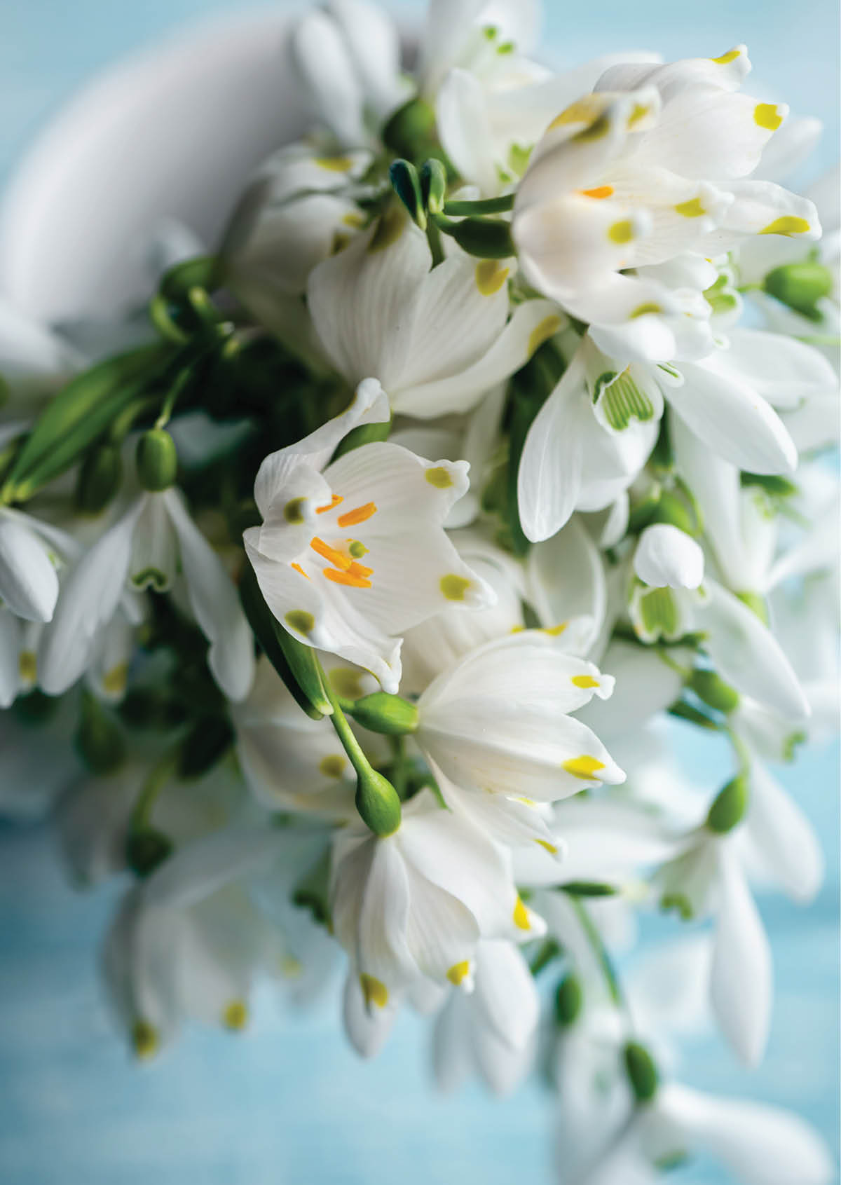Bouquet of snowdrops close-up on a blurred background, macro shot.
