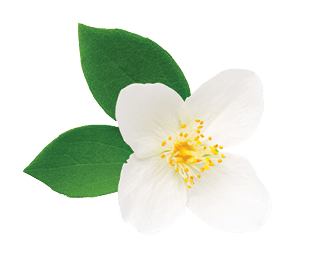 Jasmine flower isolated on white background. Flat lay, top view