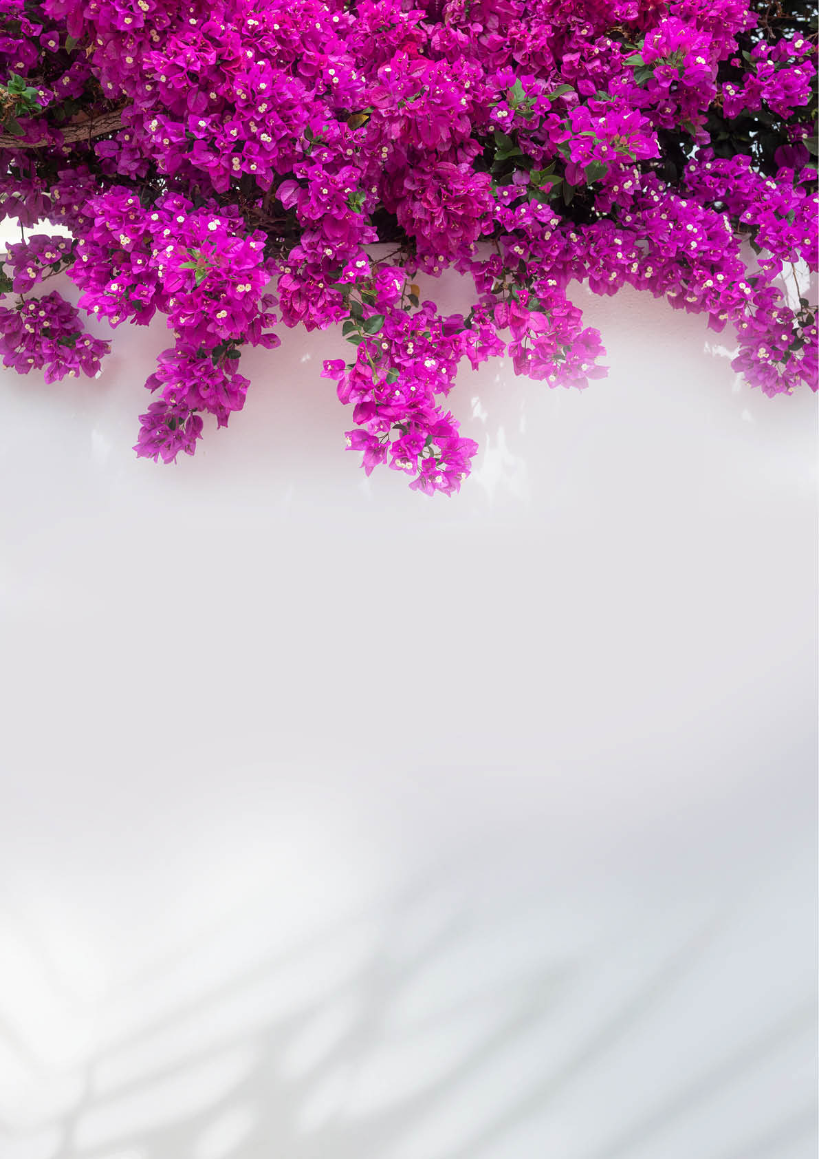 Bougainvillea flowers on white background. Abundant pink flowers on a wall. Tropical flora