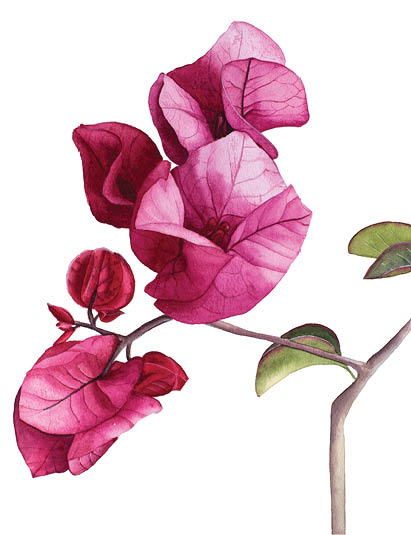 Watercolor flowers Pink Bougainvillea. Hand drawn illustration.