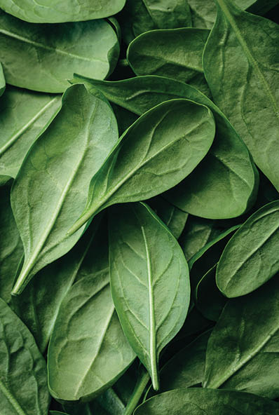 Fresh textured green baby spinach leaves, natural background.