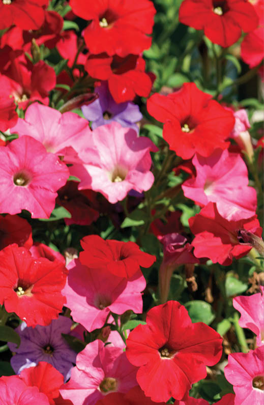pink, red, white and violet flowers in garden under the sun