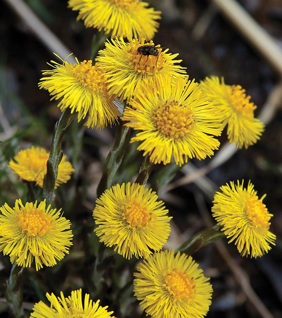 A vertical selective focus shot of a bunch of coltsfoot flowers with a blurred background