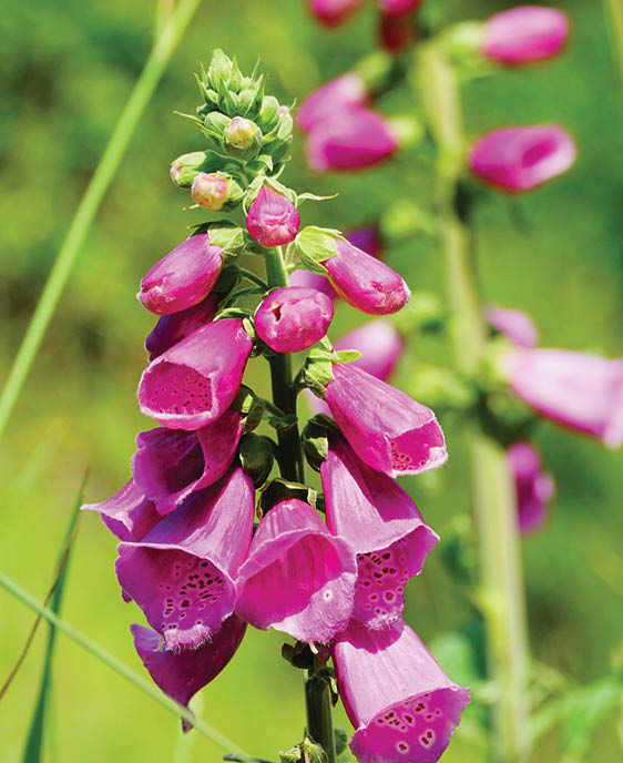 A vertical selective focus shot of a branch of foxgloves in the field