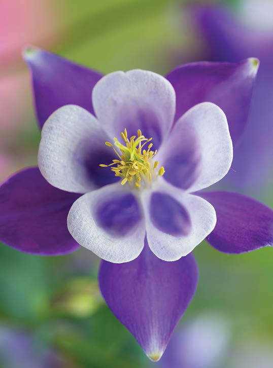 A beautiful macro picture of blue Columbine in a garden under the sunlight