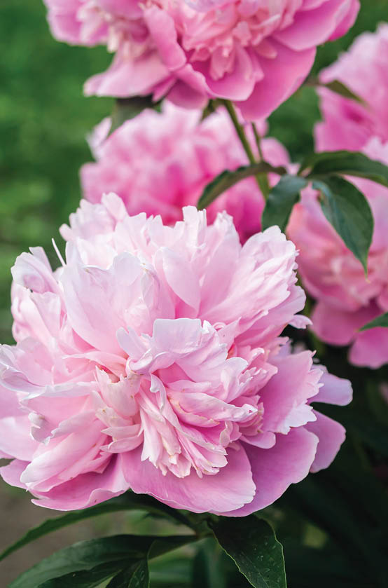 Close-up of a bush with blooming pink peonies flowers among the leaves in the garden.