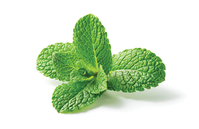 Mint leaf. Fresh mint on white background. Mint leaves isolated. Full depth of field.