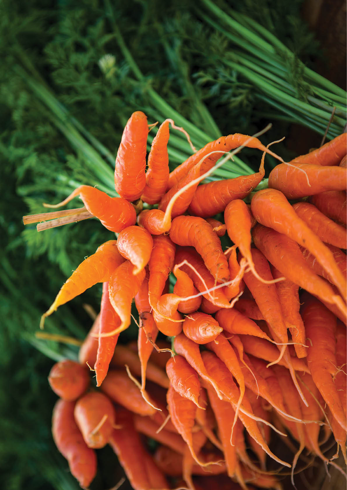 Closeup baby carot