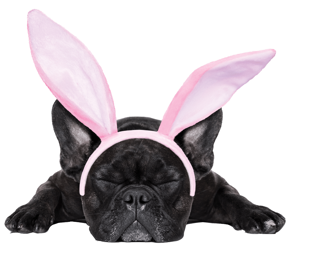 french bulldog dog sleeping on the ground with funny easter ears,