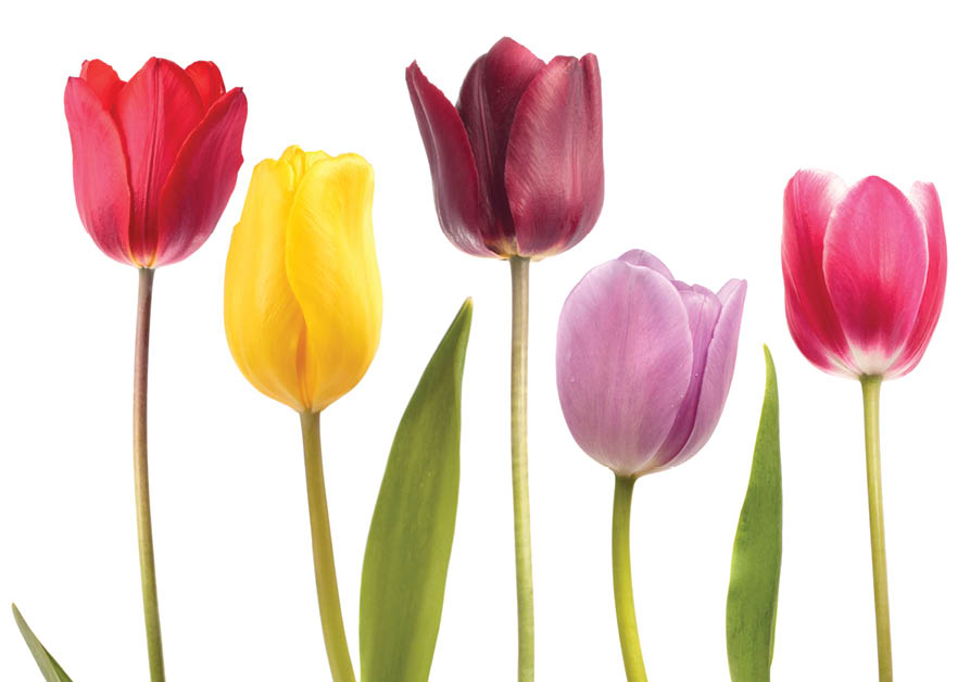 Set of five different color tulips isolated on white background