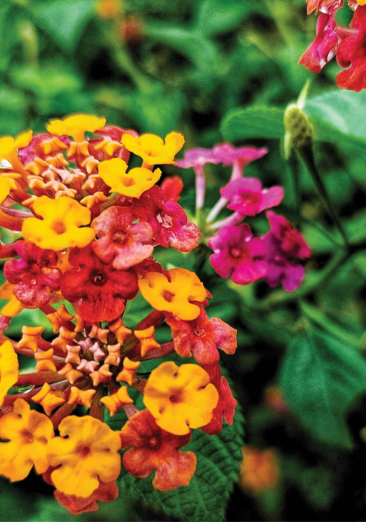 beautiful lantana camara flower in the garden for nature background 