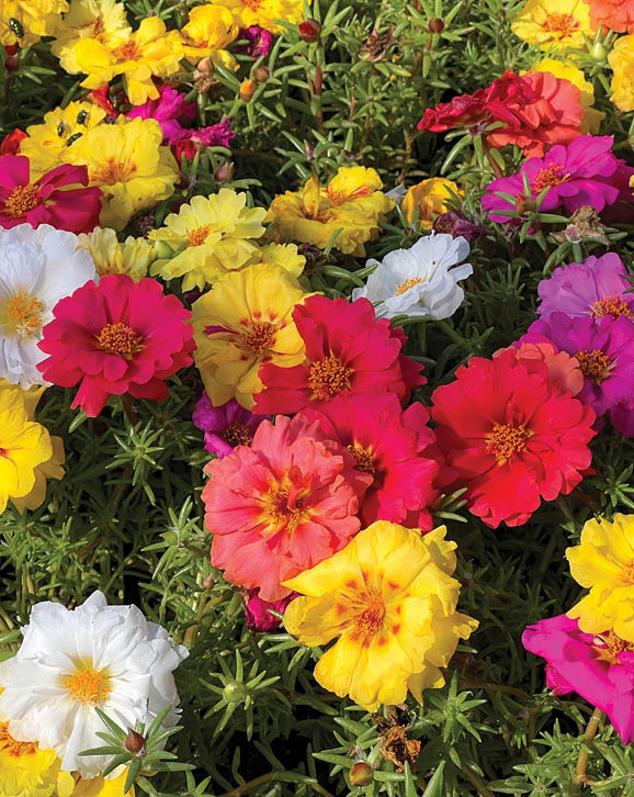 Portulaca grandiflora is a succulent flowering plant, eleven o'clock, Mexican, moss, sun, table, rock rose in yellow, red, white, pink, purple bright colors. Summer.
