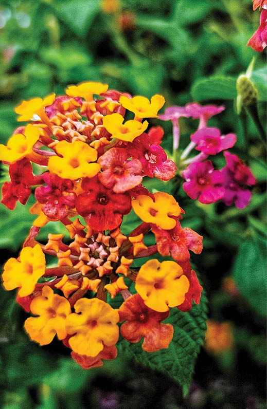 beautiful lantana camara flower in the garden for nature background 