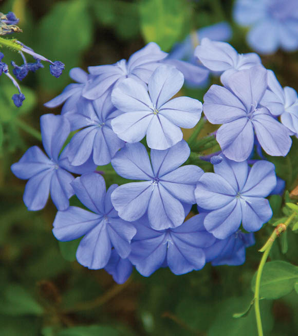 Cape leadwort,Cape leadwort in the garden, White plumbago,White plumbago and blurred background,Plumbago auriculata,Plumbago auriculata in the park.