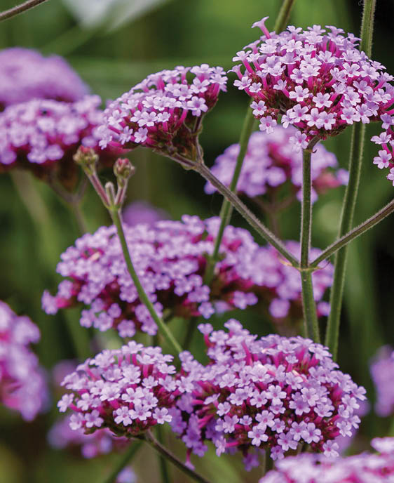 Verbena bonariensis flowers (Argentinian Vervain or Purpletop Vervain, Clustertop Vervain, Tall Verbena, Pretty Verbena) in garden