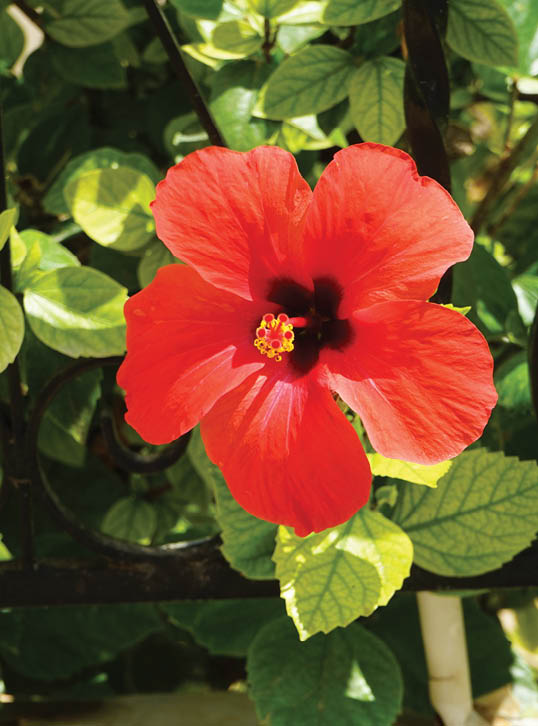 Hibiscus rosa-sinensis blooms with red flowers in August. Hibiscus rosa-sinensis, Chinese-, Hawaiian hibiscus, China rose, rose mallow and shoeblackplant, is a species of tropical hibiscus. Rhodes