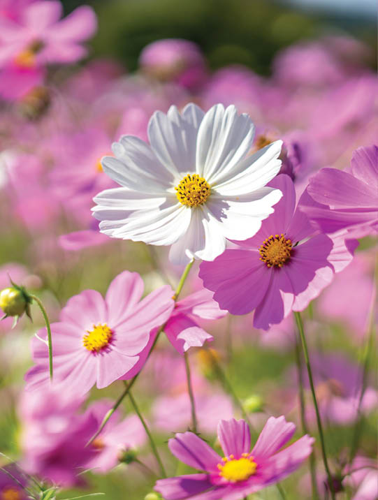 Cosmos flowers, autumn season image