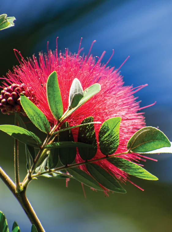Red Lehua flowers or Metrosideros polymorpha flowers in Hawaii, USA 