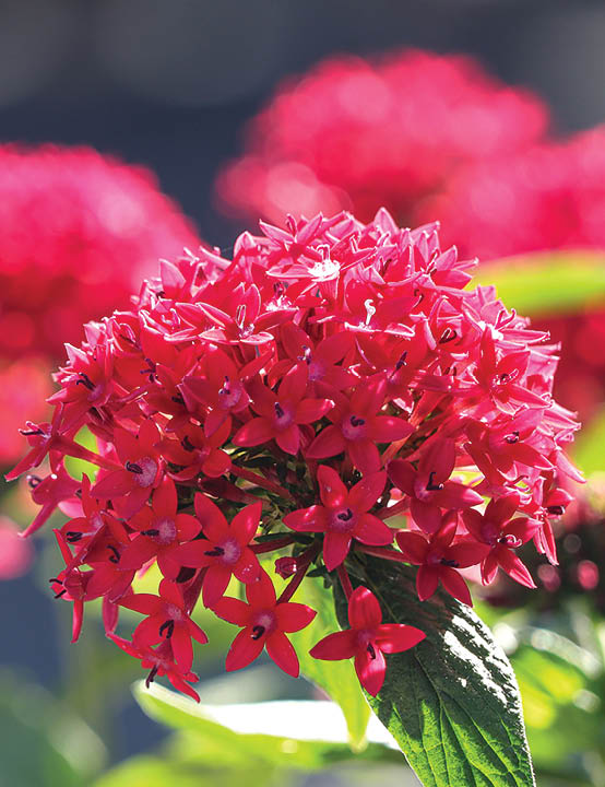 Red Pentas Lanceolata also known as egyptian starcluster in the garden.