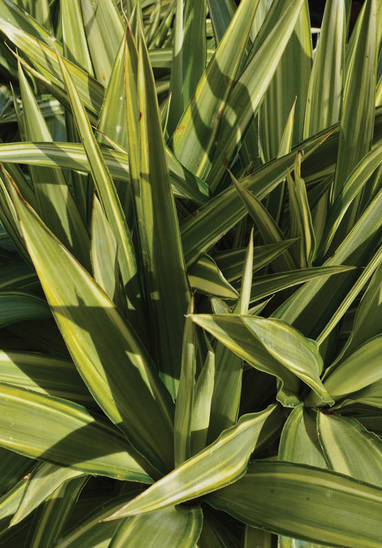 Close up of garden plant Yucca elephantipes Jewel.