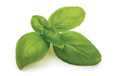 Fresh organic basil leaves, isolated on white background.
