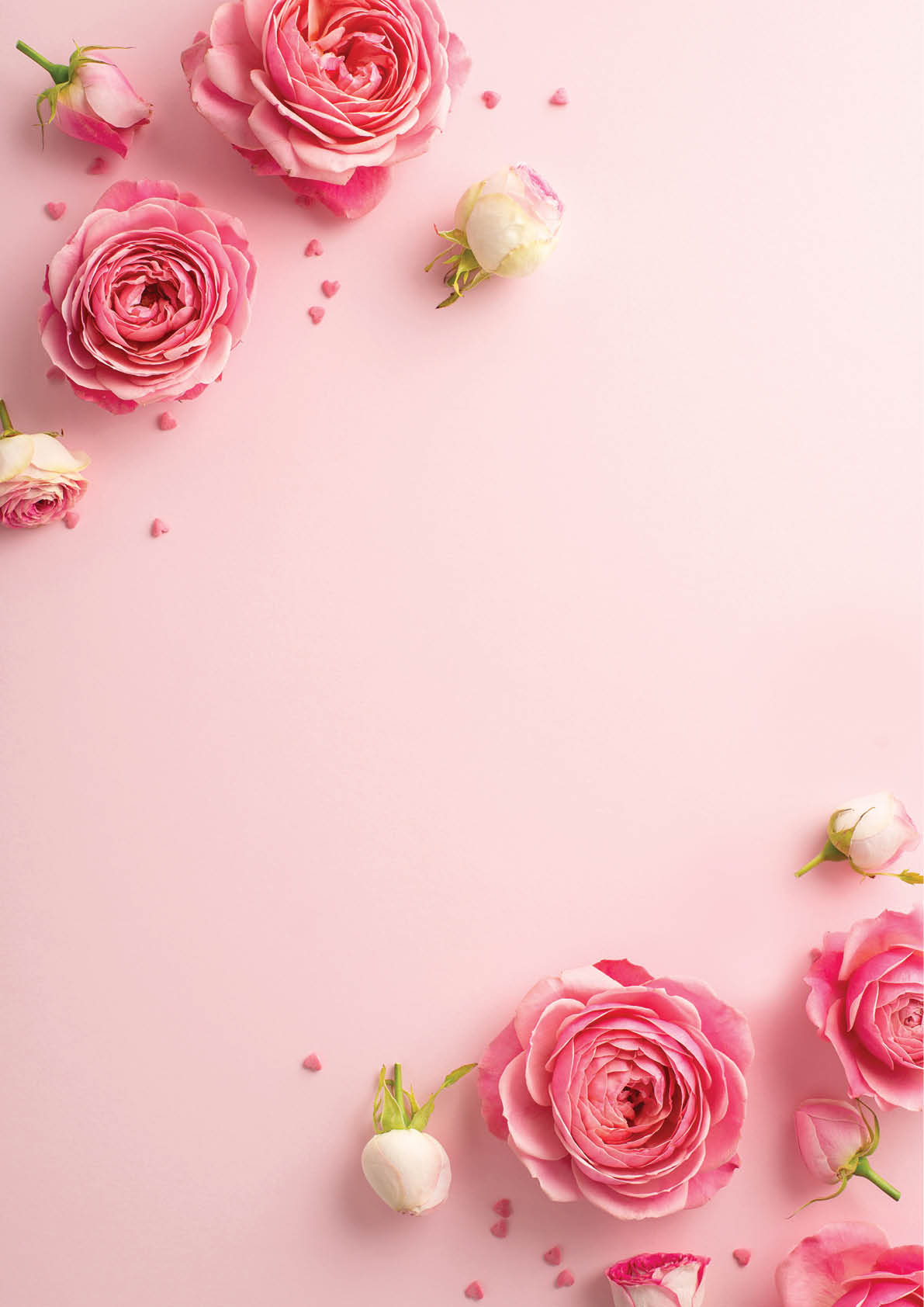 8-march concept. Top view photo of pink peony roses and sprinkles on isolated pastel pink background with blank space