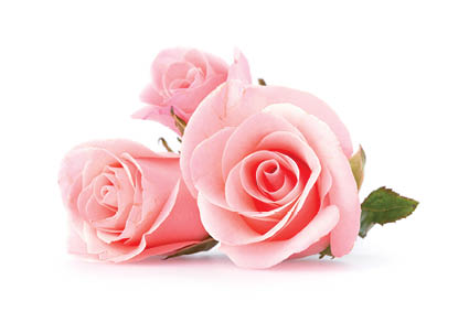 pink rose flower on white background