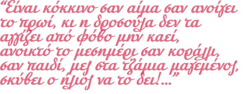 “Είναι κόκκινο σαν αίμα σαν ανοίγει το πρωί, κι η δροσούλα δεν τα αγγίζει από φόβο μην καεί, ανοικτό το μεσημέρι σαν ...