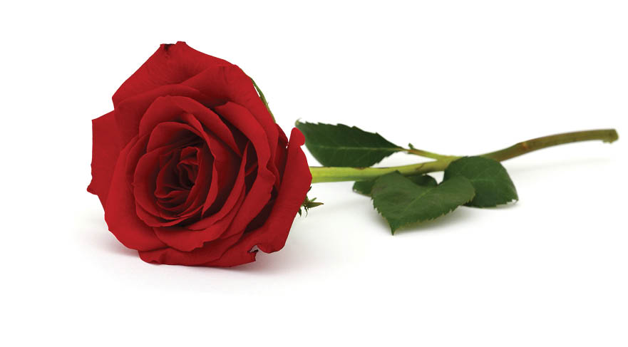 A red rose bloom by gift