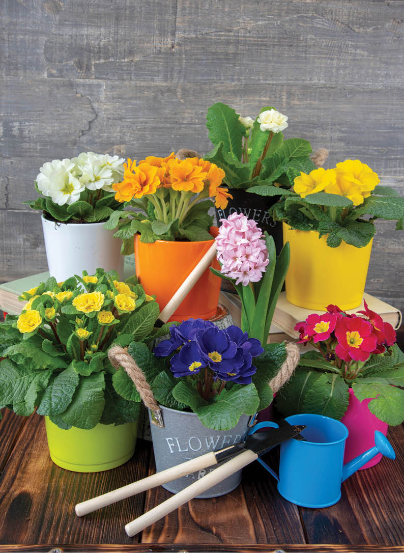 Several colorful pots with bright primroses on the wooden floor.