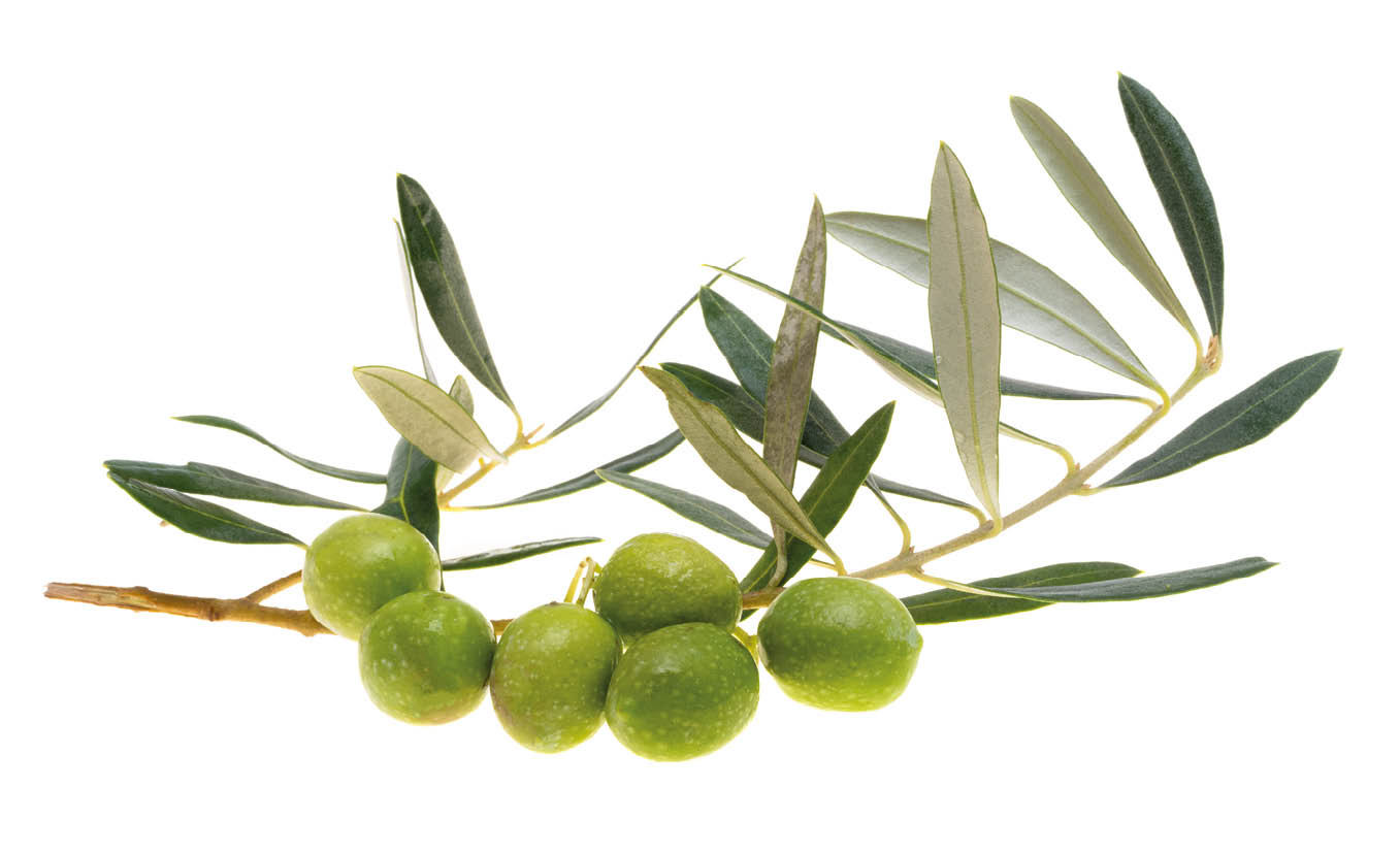 branch with green olives isolated on white background