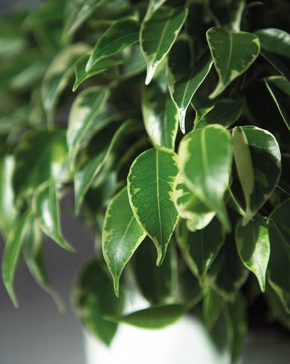 Variegate foliage of ficus Benjamin in a round pot close-up. Growing potted house plants, green home decor, care and cultivation