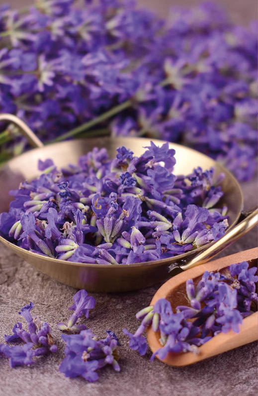 The season of harvesting lavender flowers. Medicinal plants. 