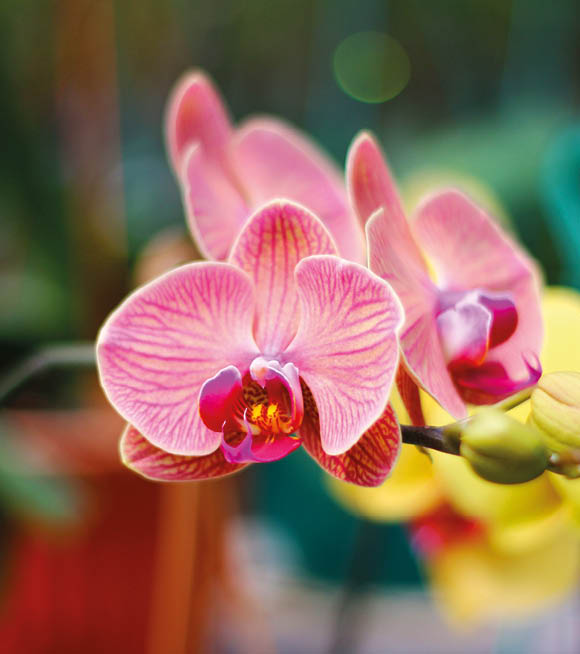 Photo of Doritaenopsis Orchid. Doritaenopsis orchids are native to Southeast Asia, including Indonesia, Thailand, Malaysia. The flowers of Doritaenopsis orchids are beautiful. Nice for wallpaper