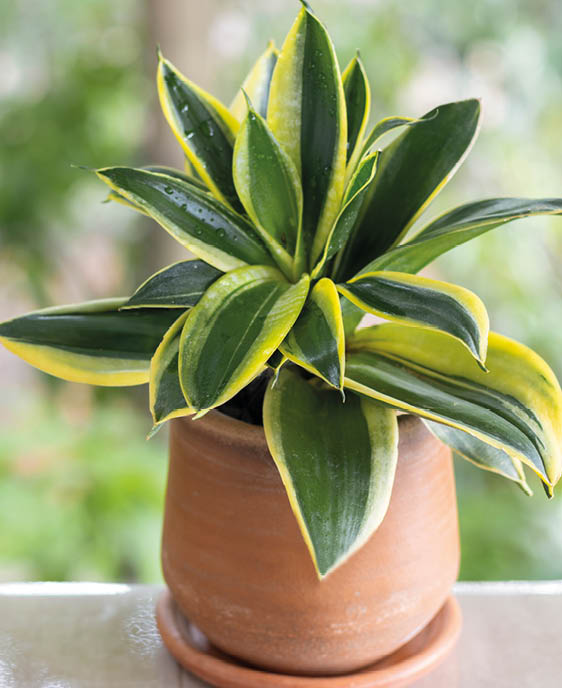 Dwarf Snake Plant or Sansevieria Black Star Hahnii on the balcony against the background of the greenery of the garden. Tropical ornamental plant. Outdoor. Close-up. Macro. Concept of gardening.