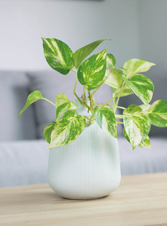 Epipremnum aureum plant or golden pothos on wooden table in living room. epipremnum aureum (linden & andr?) g.s.bunting in gray ceramic pot.