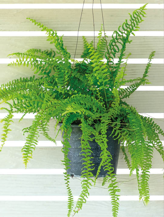 Boston fern (Nephrolepis exaltata Bostoniensis) growing in pot. Beautiful fresh green fern hangs on the white wooden wall for home decoration, isolated on white background, copy space for text