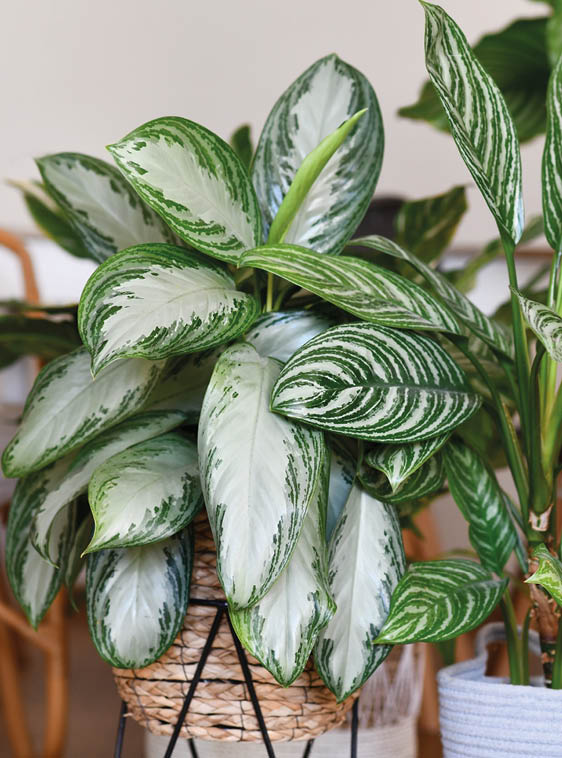 Potted tropical 'Aglaonema Silver Bay' houseplant with silver pattern in basket with other houseplants in blurry background