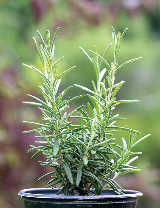 Small potted rosemary herb plant with defocused background
