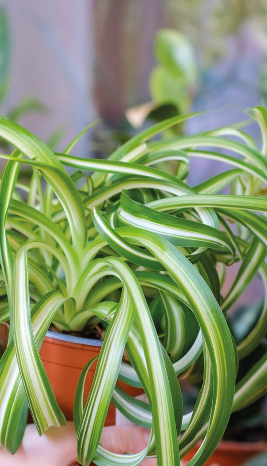 Potted Chlorophytum comosum in hands. Urban jungle in the balcony. Home house plants. Decoration. Airy modern botanical background. Houseplant care. Gardening and floristry as a hobby. Flower diseases