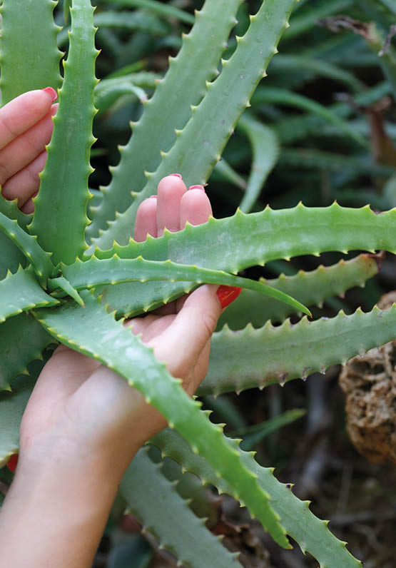 Woman hands on green aloe bush in garden