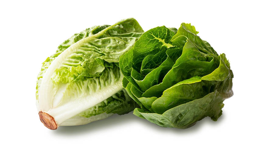 Fresh green Romaine lettuce (Lactuca sativa) isolated on a white background. Fresh green romaine lettuce isolated on white. 
